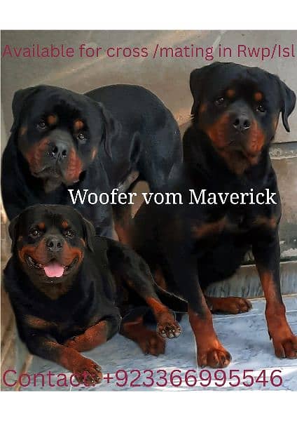 Top Pedigree Rottweiler for crossing 2