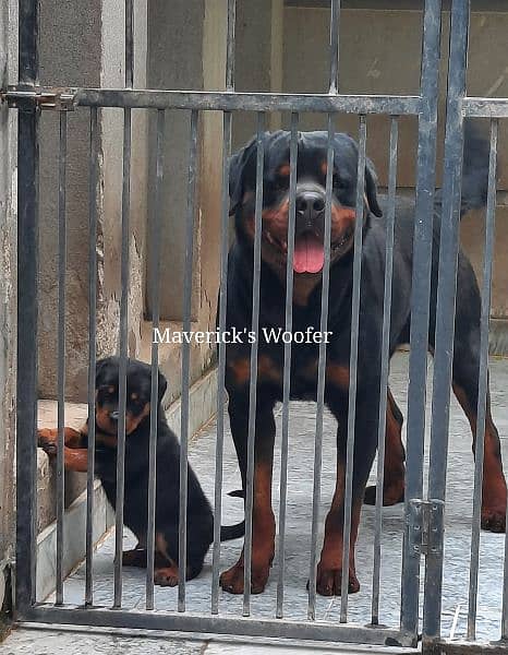 Top Pedigree Rottweiler for crossing 4