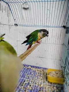 pineapple conure pair