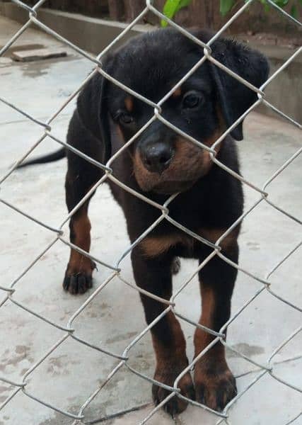 Rottweiler | Top Pedigree Female puppies 0