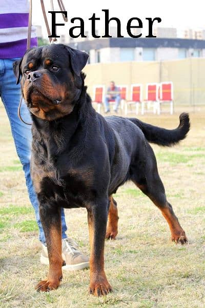 Rottweiler | Top Pedigree Female puppies 5