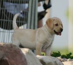 labrador full active urgent sell