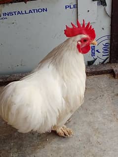 bantam