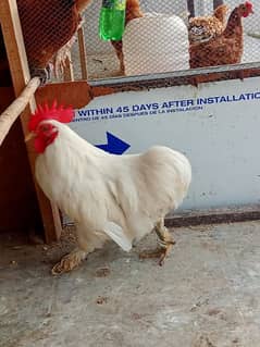 bantam