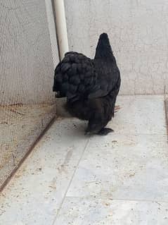 bantam