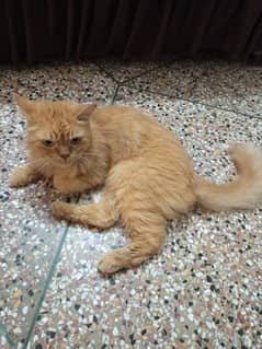 Male Persian cat for sale