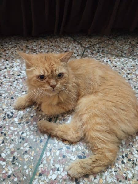 Male Persian cat for sale 1