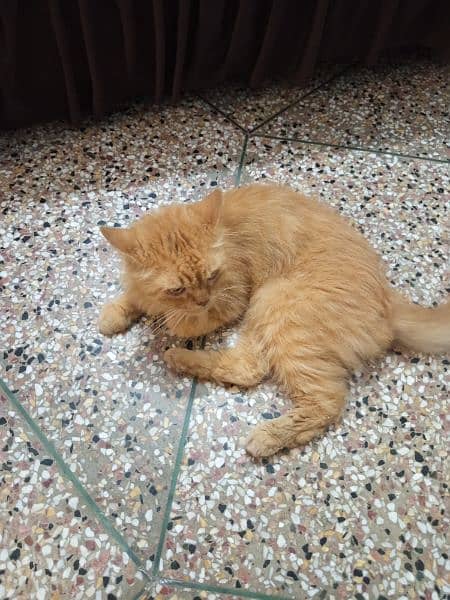 Male Persian cat for sale 2