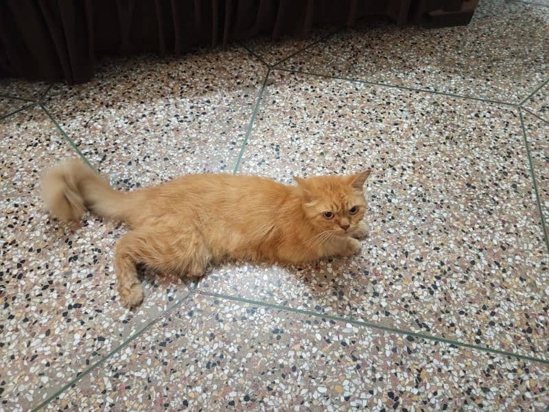 Male Persian cat for sale 3