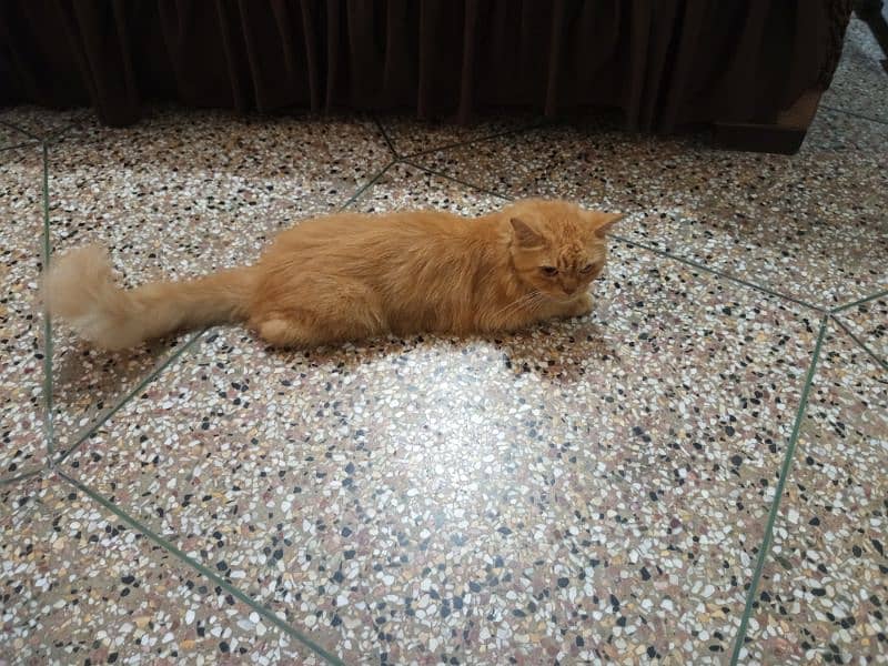 Male Persian cat for sale 4