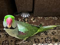 Trained talking parrot  for sale