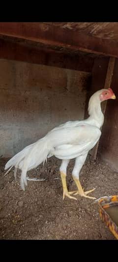 2shamo pati 7months 1shamo female breder 1white shamo male 8months