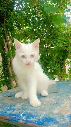 persion cat for sell age 4 month pure white