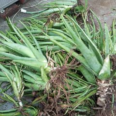 Aloevera plants/kavalgandar