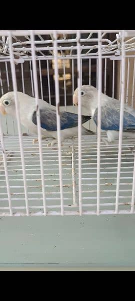 VILOAT FISHRI SPLIT INO BILUE UVING OPLINE READY TO BREED PAIR QUALITY 2