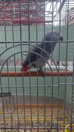 Selling Grey parrot with cage