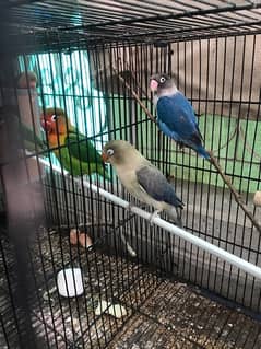 love bird urgent sale with cage