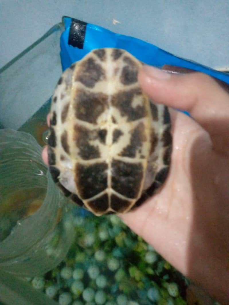 turtle female 1