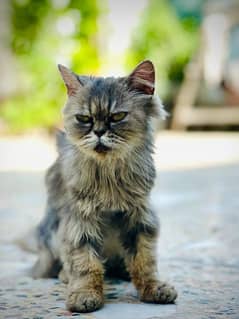 persian cats' for sale.