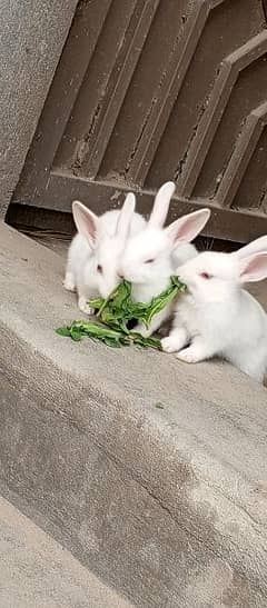 beautiful red eye rabbits for sale 0