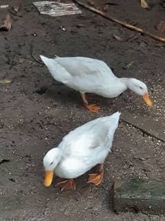 Duck pair available