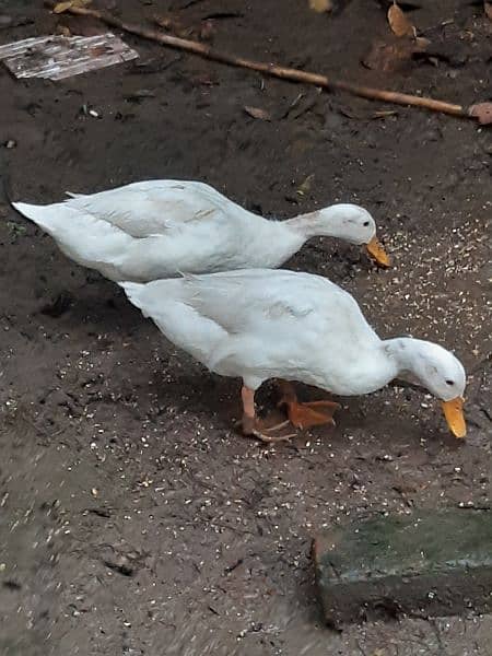 Duck pair available 1