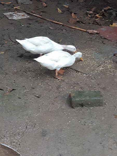 Duck pair available 2