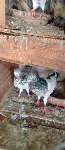 all type of pigeons available 16