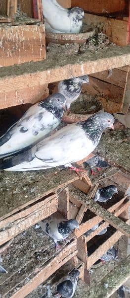 all type of pigeons available 18