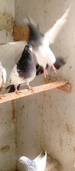 all type of pigeons available 19