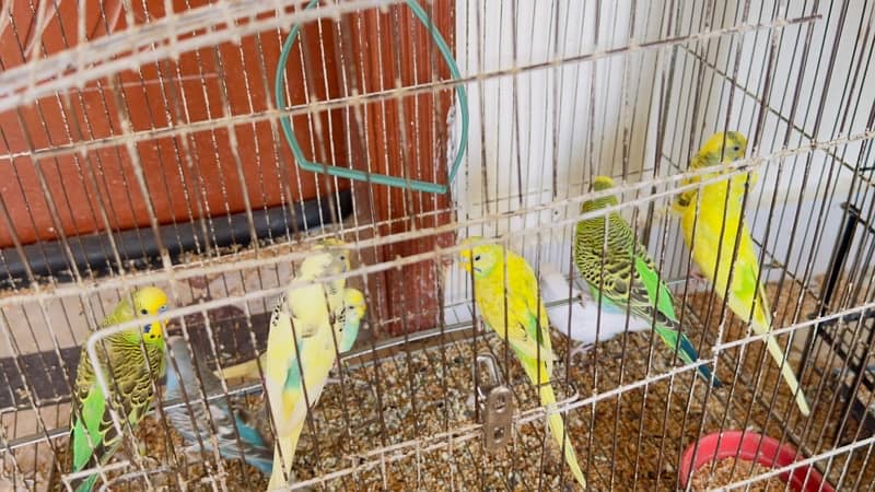 budgies 1