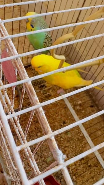 budgies 2