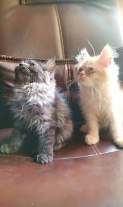 Persian kittens