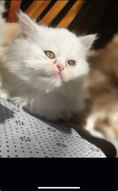 Persian kittens