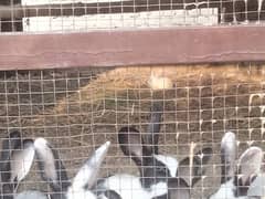 a beautiful breeding colony for sale with babies (35+ rabbits)