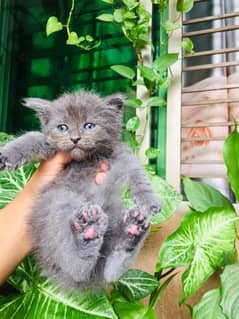 male persian kitten