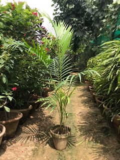 Areca Palm