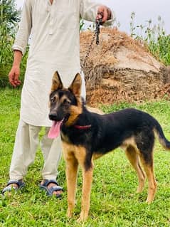 german shepherd