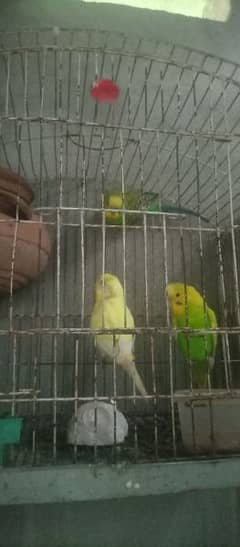 1 pair breeder ,,, 1 extra male parrot