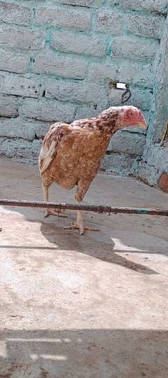 Aseel Hen for sale