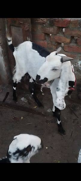 Bakri/betal/ bakery/ baray 3