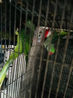 Raw Parrot Pair , Age Two Years