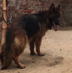 German Shepherd female long coat available for sale