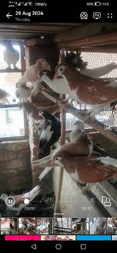 sherazi or mix pigeons for sale