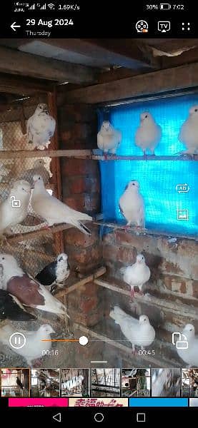 sherazi or mix pigeons for sale 1