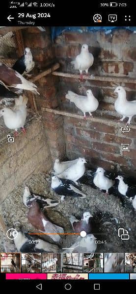 sherazi or mix pigeons for sale 3