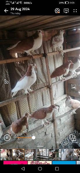 sherazi or mix pigeons for sale 4