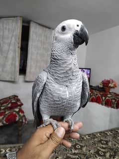 African grey Salf DNA k sath female