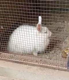 Giant Angora Rabbit Female (pure)