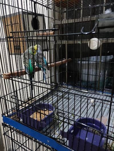 Breeder Pair